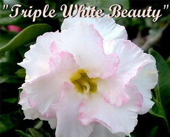 Adenium Obesum \'Triple White Beauty\' 5 Seeds